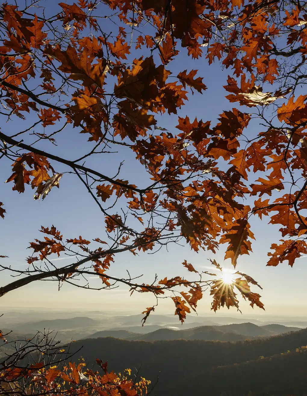 Hardwood canopy holding the last leaves of autumn