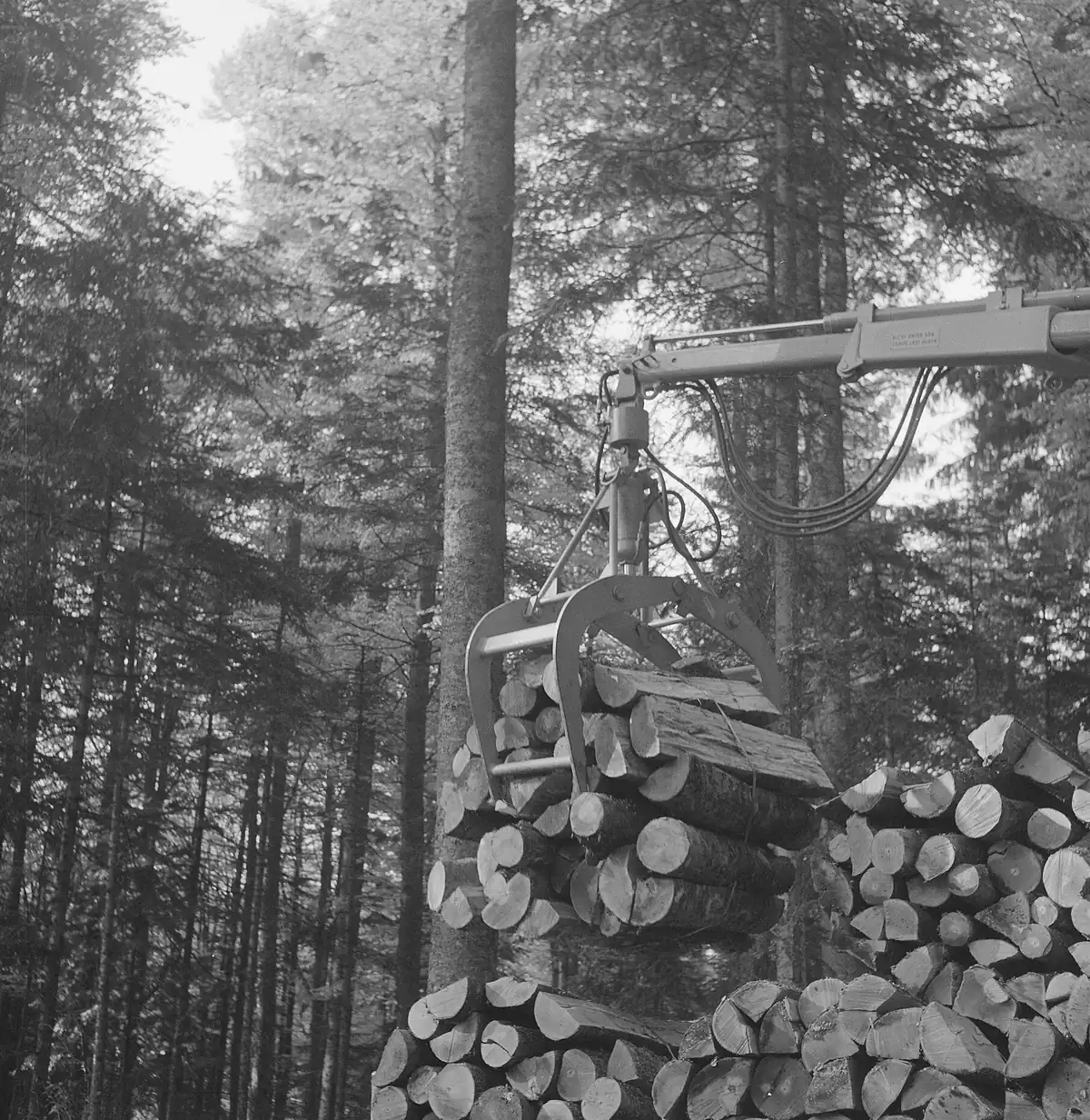Cut logs being handled with hoists on a work site