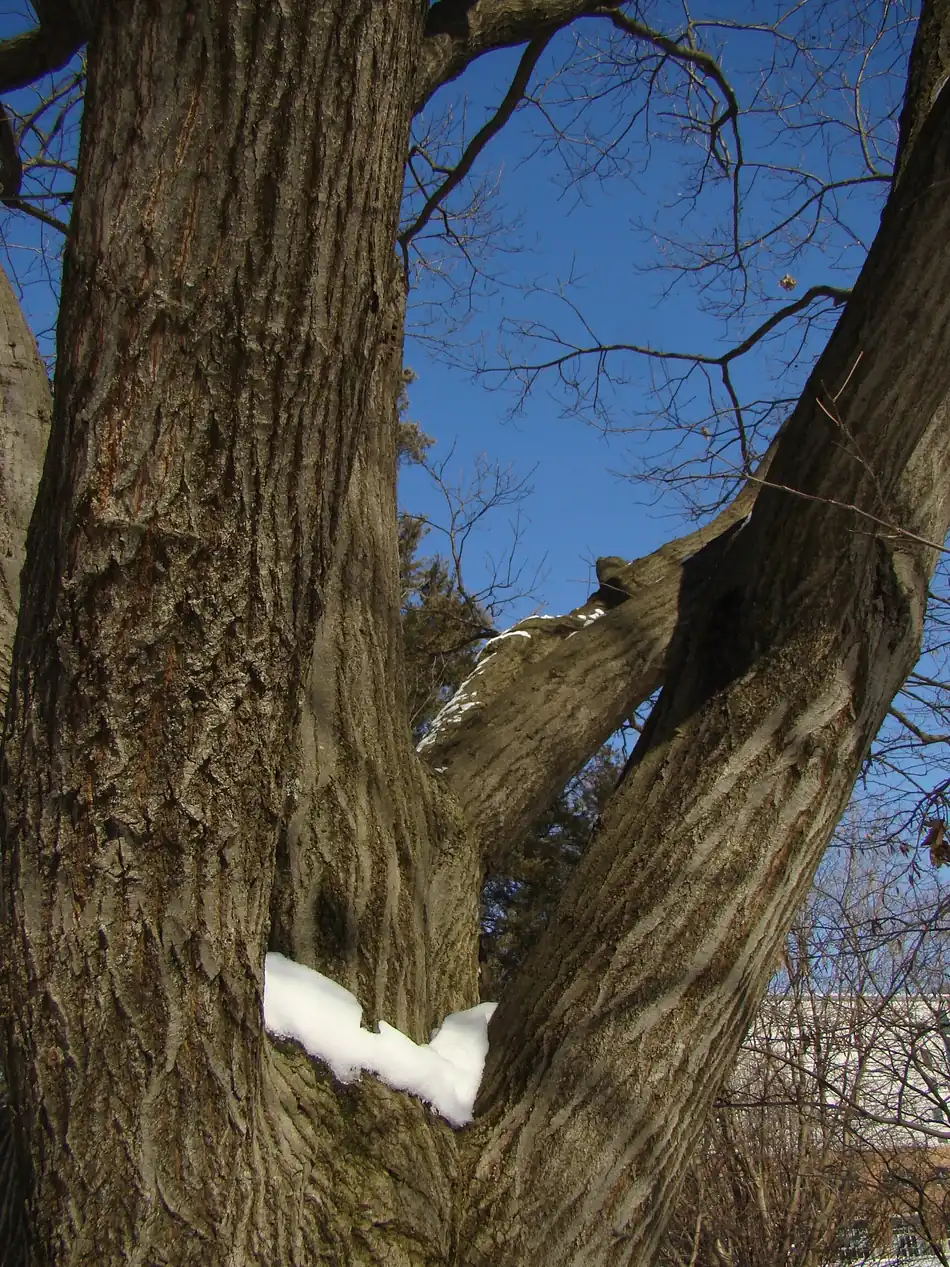 Crown of a mature red oak in full leaf