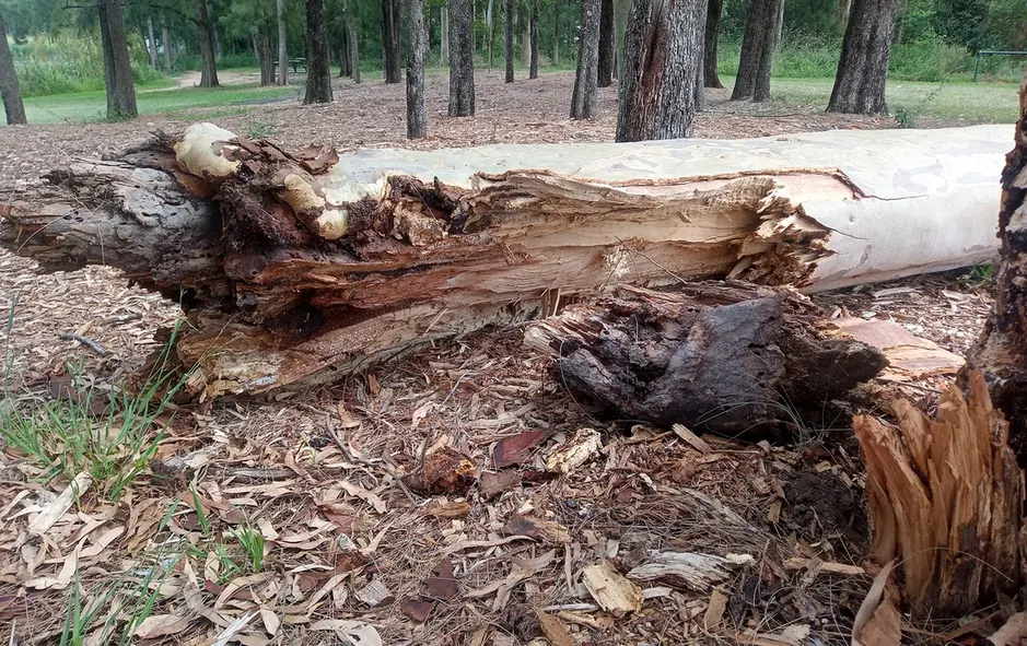 Fallen trunk lying across open ground after a storm