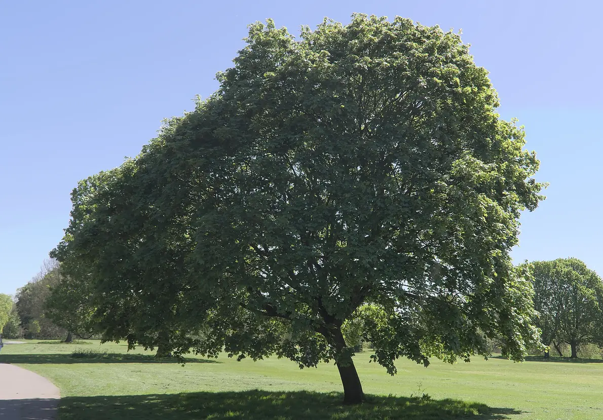 Mature sugar maple standing in open ground