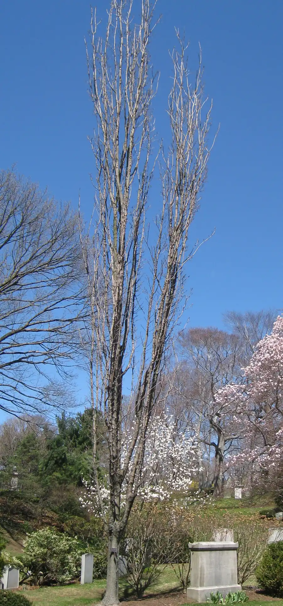 Upright sugar maple with a narrow crown