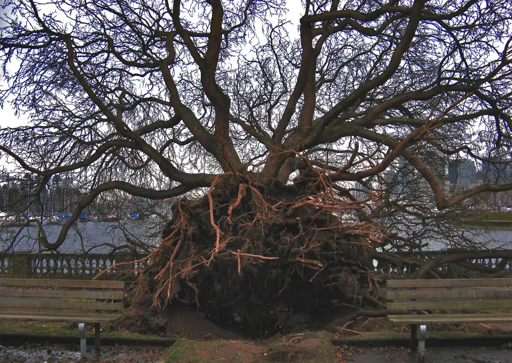 Uprooted tree lying over with its root plate exposed
